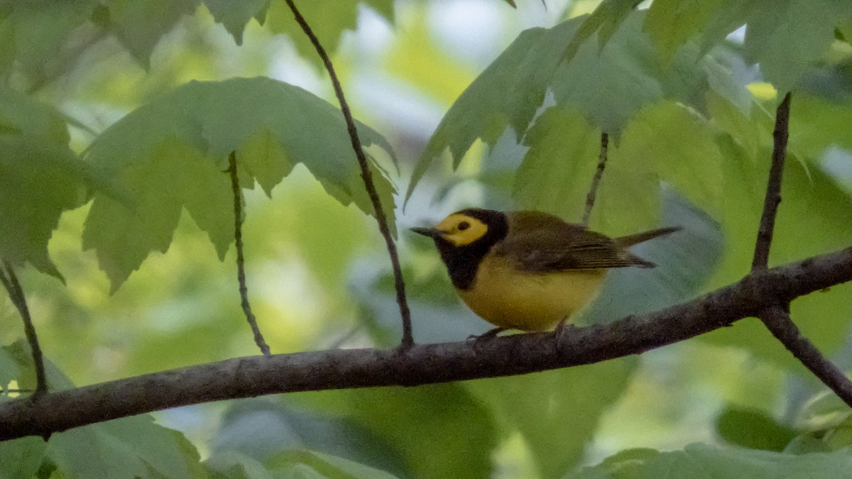 Болотянка чорногорла - ML646810970