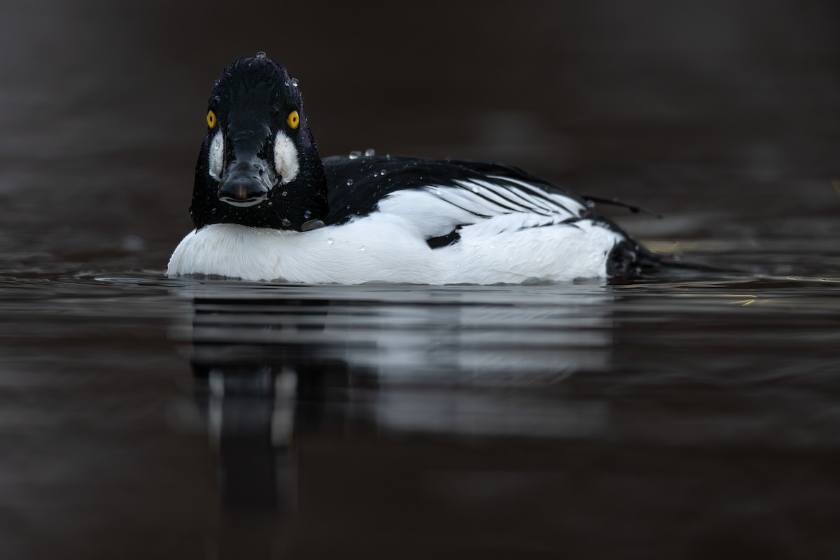 Common Goldeneye - ML646810972