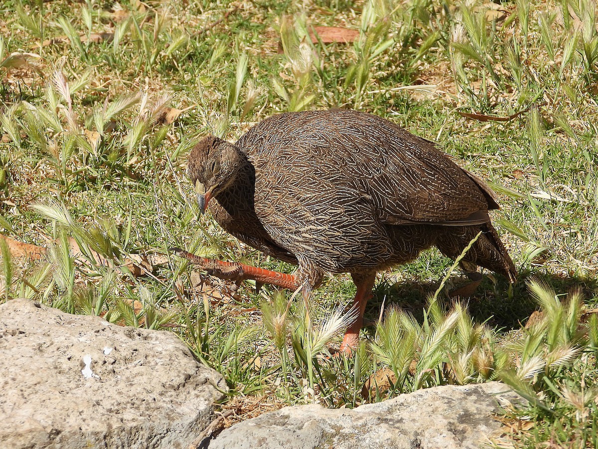 Капский франколин - ML646810973