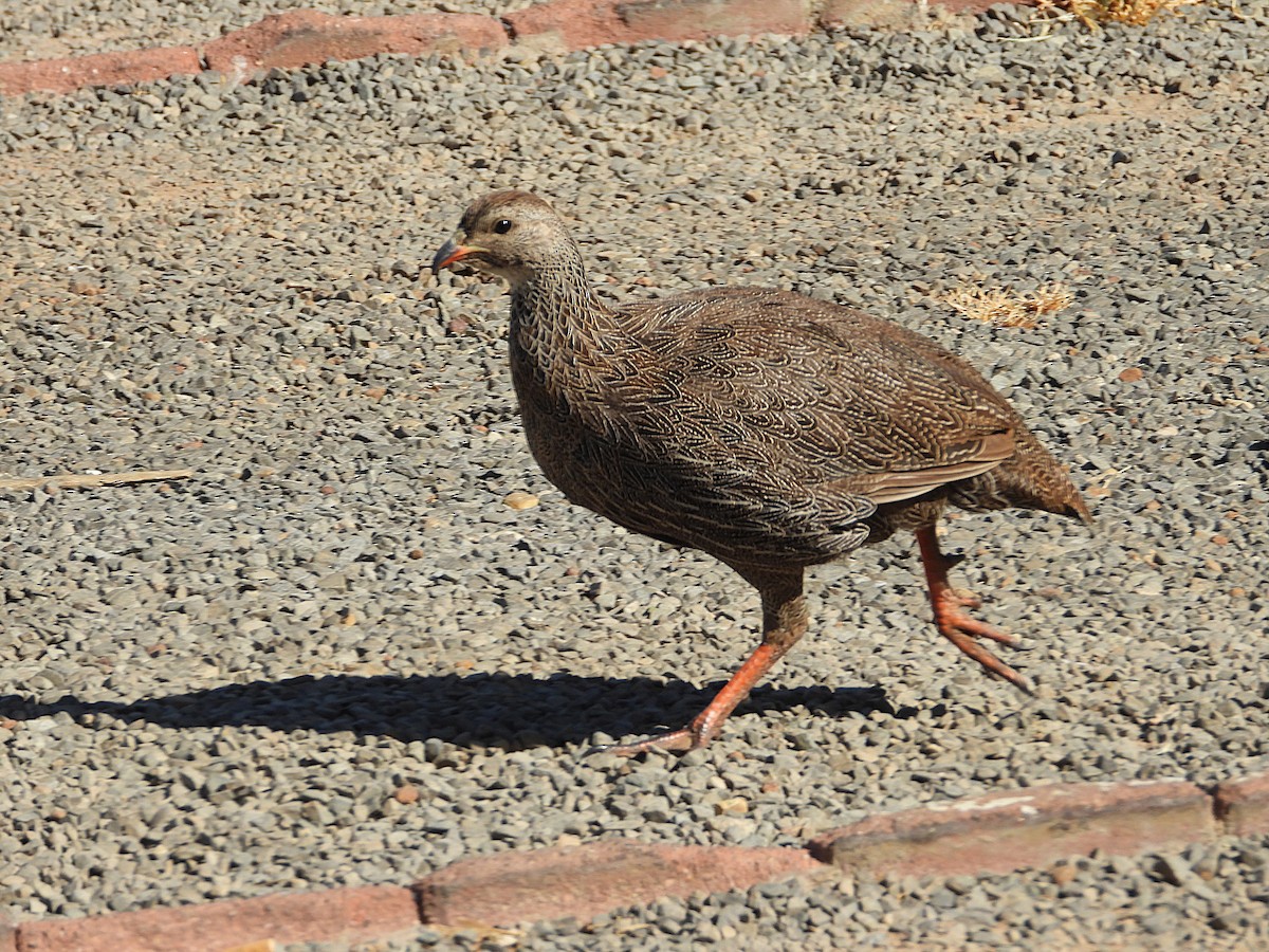 Капский франколин - ML646810974