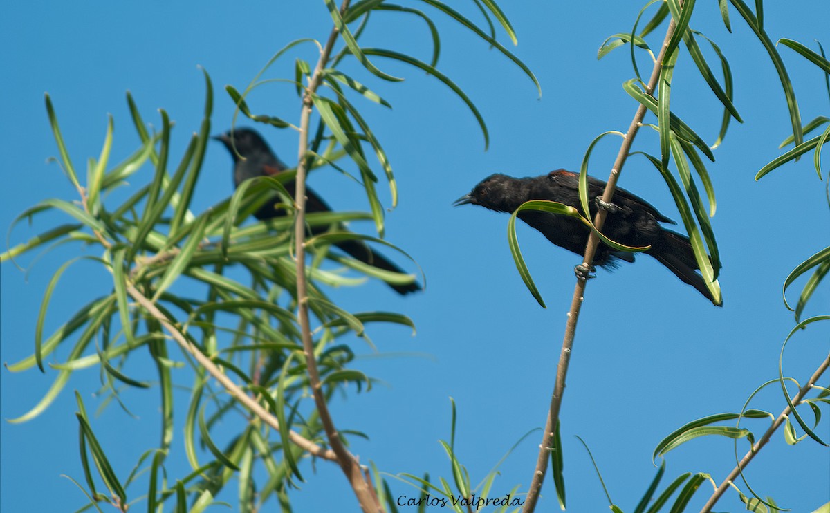 Turpial Variable - ML646810975