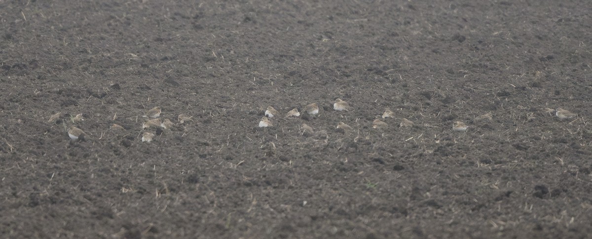 Mountain Plover - ML646810977