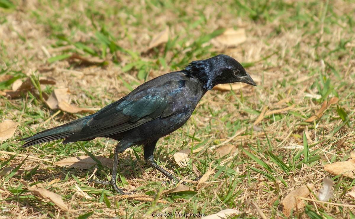 Tordo Renegrido - ML646810978