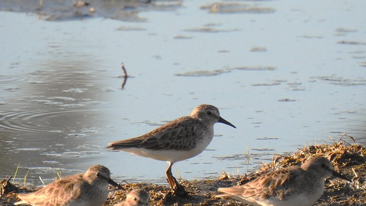 Least Sandpiper - ML646810984