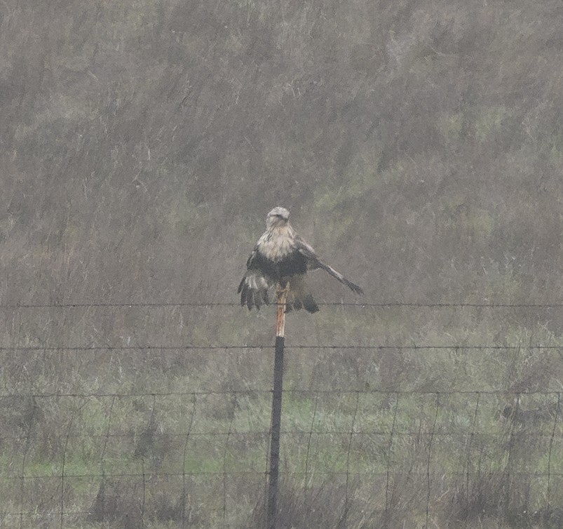 Poiana calzata - ML646810985