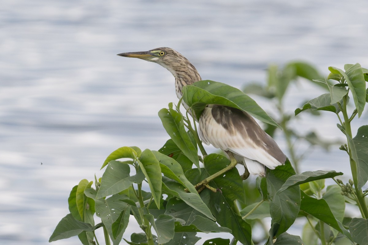 Indian Pond-Heron - ML646810987