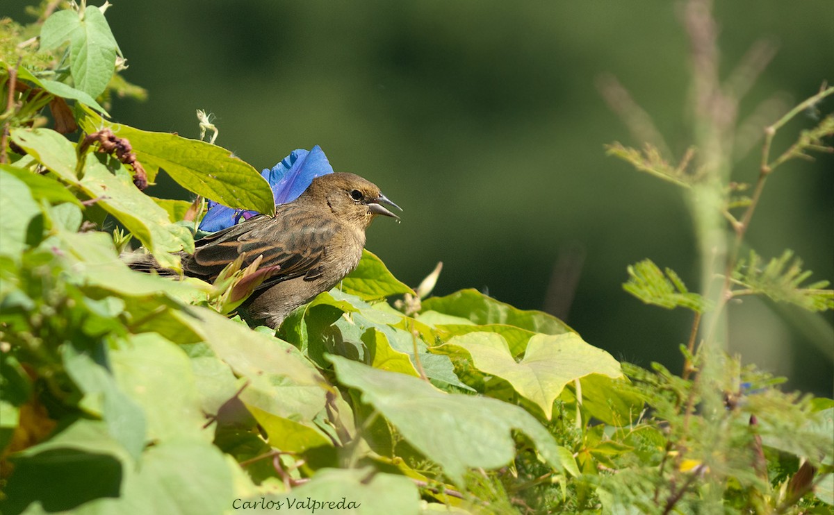 Tordo Músico - ML646810989