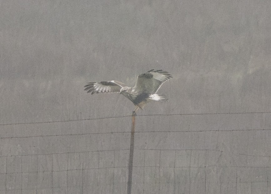 Poiana calzata - ML646810991