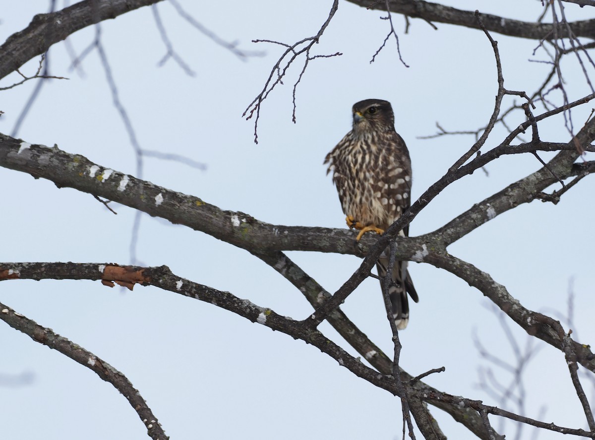 Merlin - ML646810992