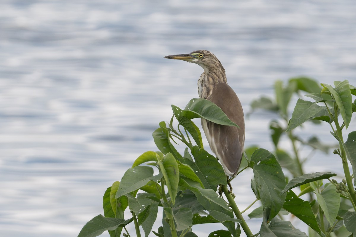 Indian Pond-Heron - ML646810993