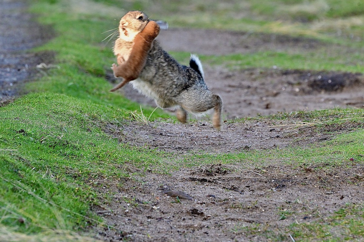 Eurasian Stoat - ML646810997