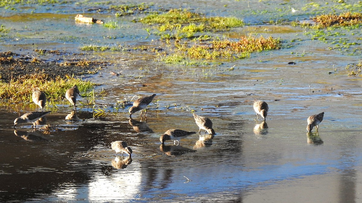 Least Sandpiper - ML646810999