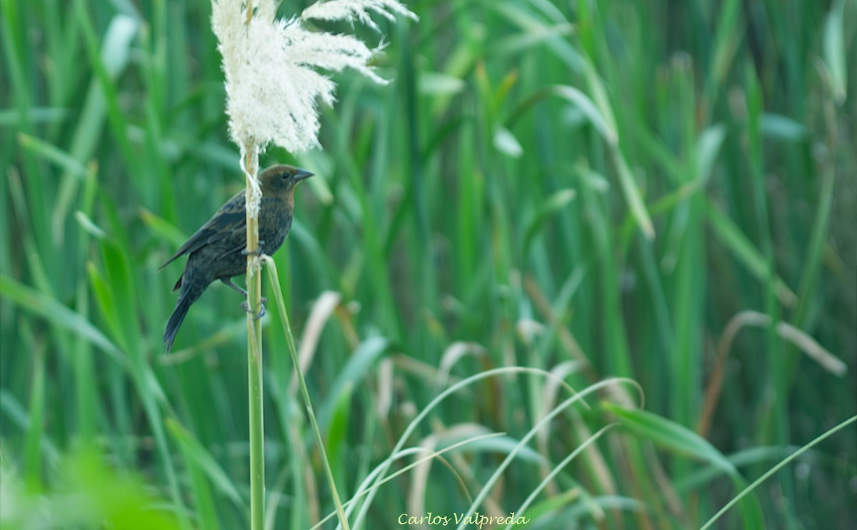 Varillero Congo - ML646811000