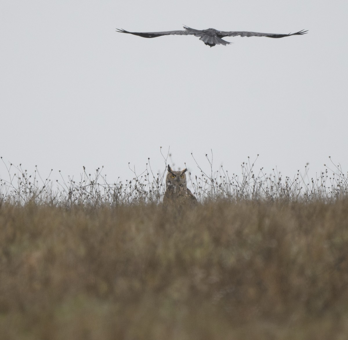 Great Horned Owl - ML646811002