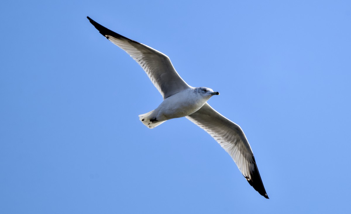 Делавэрская чайка - ML646811003