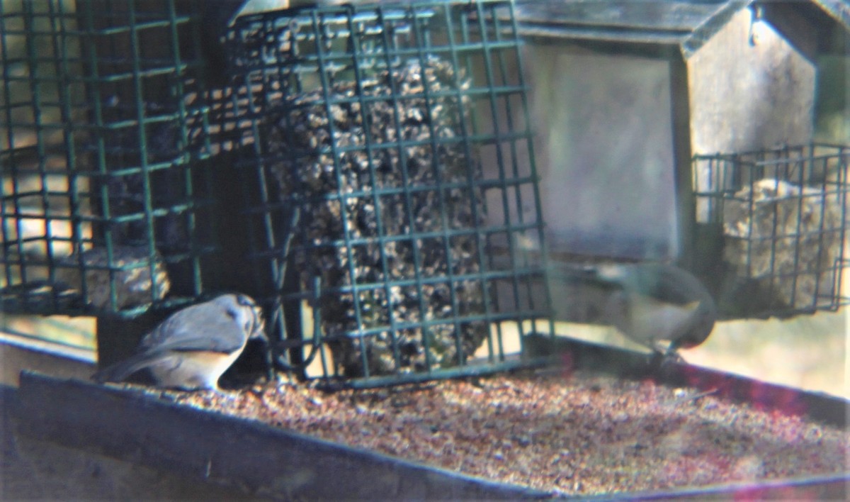 Grauhäubchenmeise - ML646811004