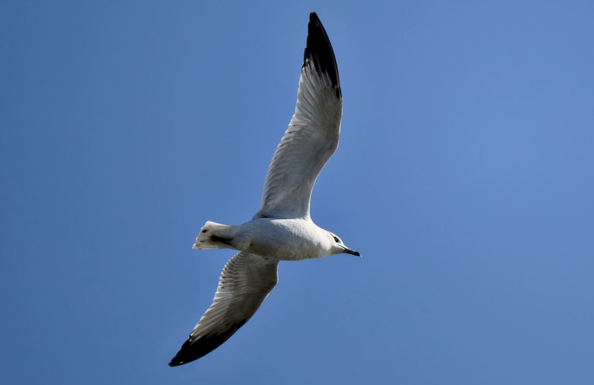 Делавэрская чайка - ML646811005