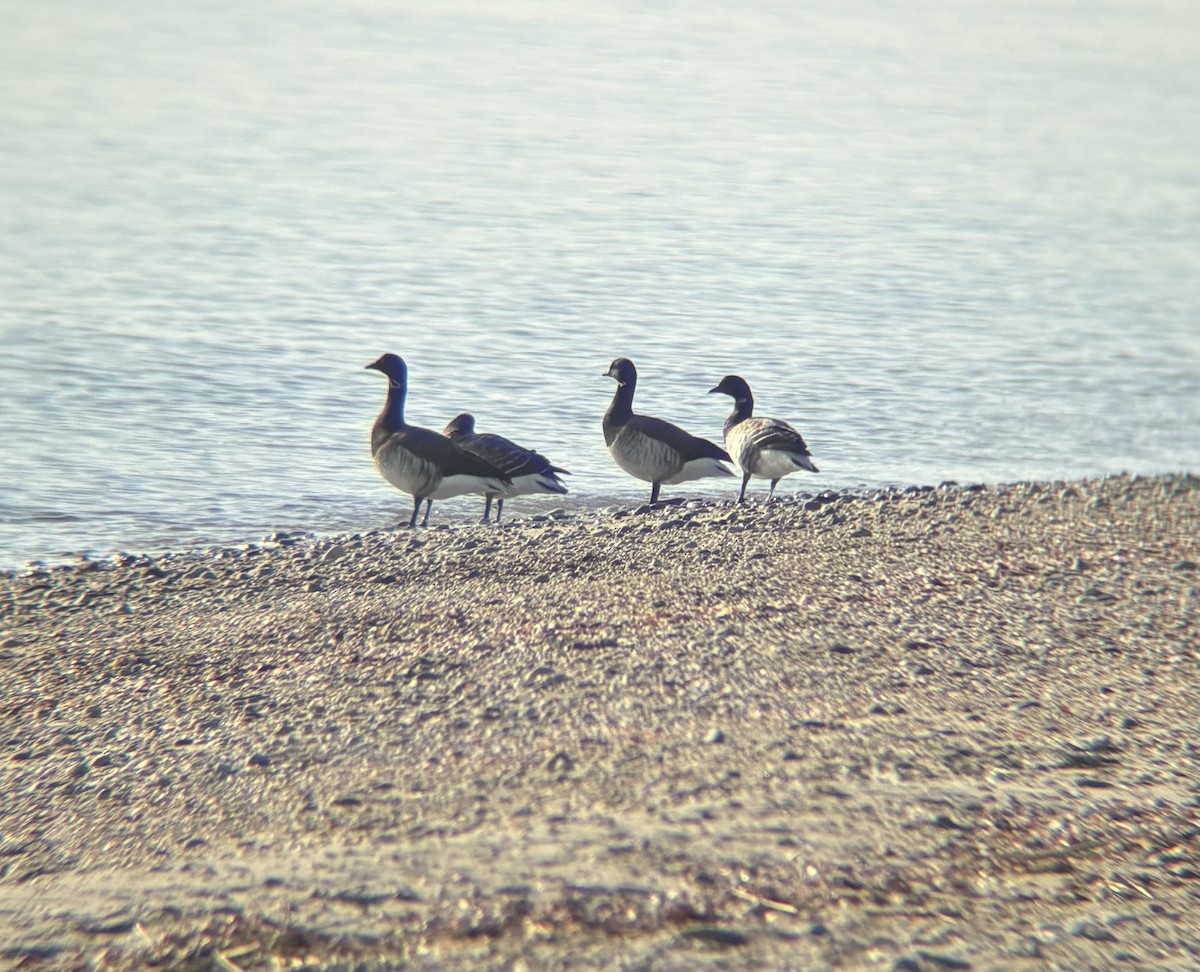 Barnacla Carinegra - ML646811007