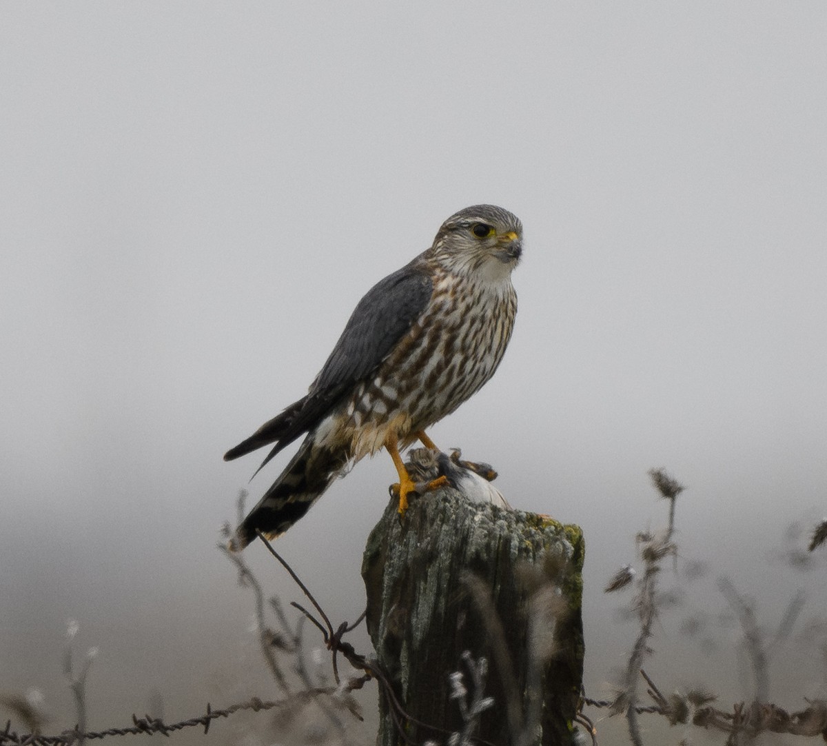 Smeriglio - ML646811009