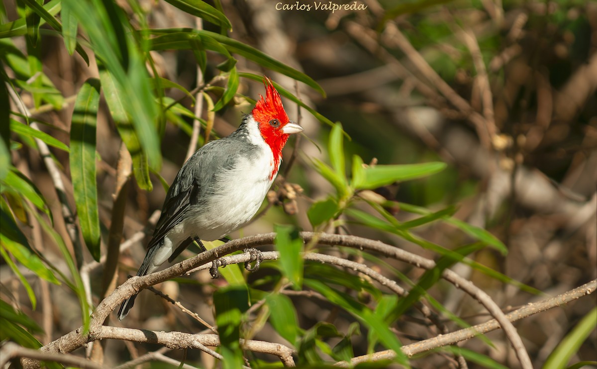Cardenilla Crestada - ML646811010