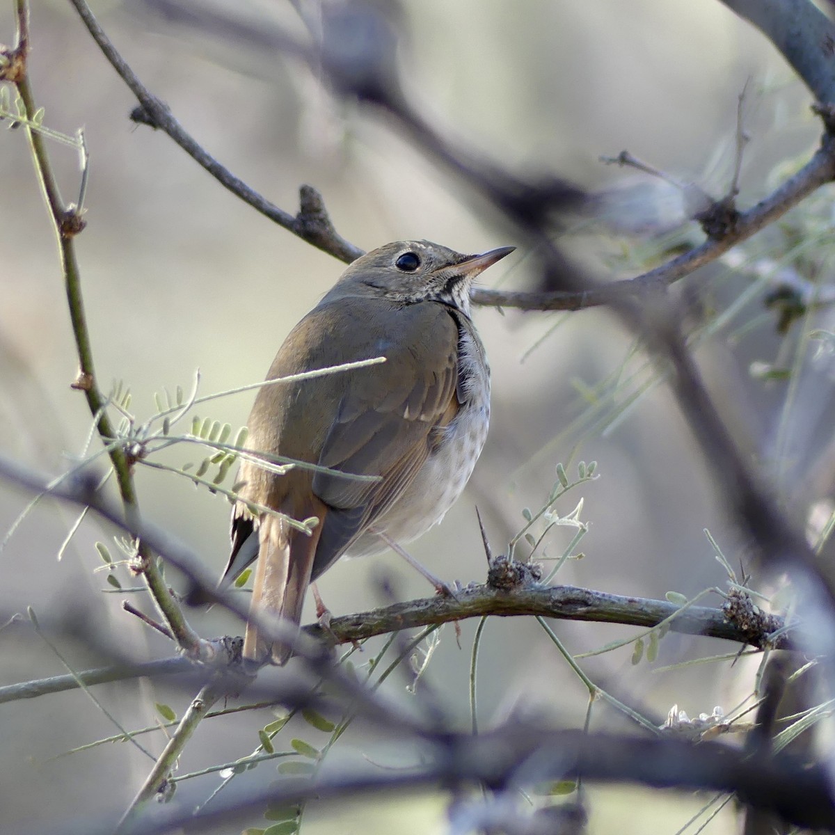 Hermit Thrush - ML646811012
