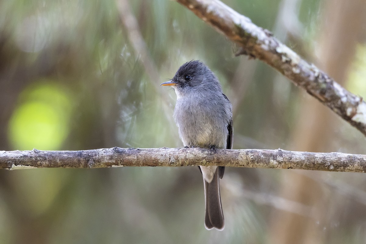 sørtropepivi - ML646811013