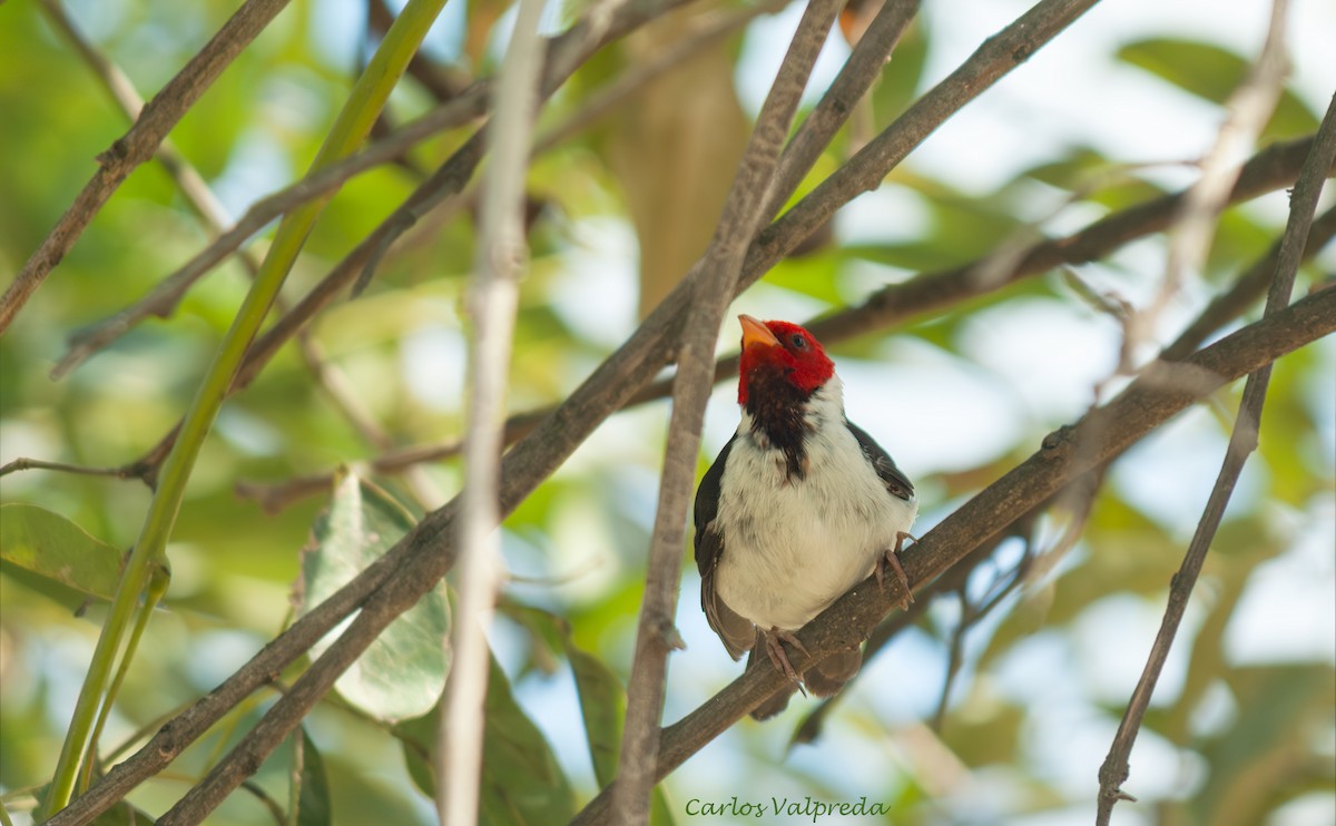 Cardenilla Piquigualda - ML646811014