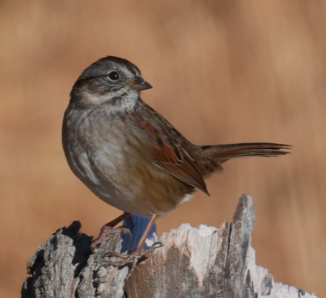 Swamp Sparrow - ML646811015