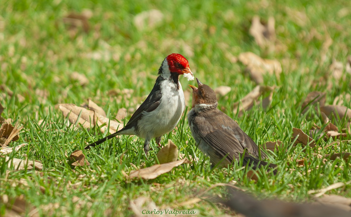 Cardenilla Piquigualda - ML646811016