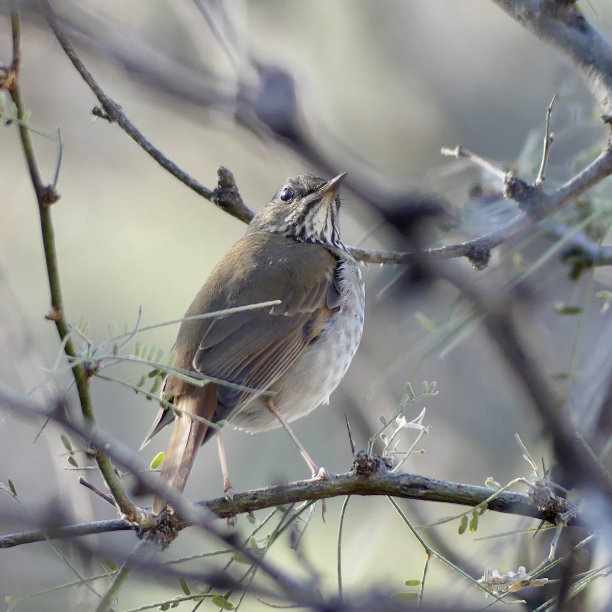 Hermit Thrush - ML646811017