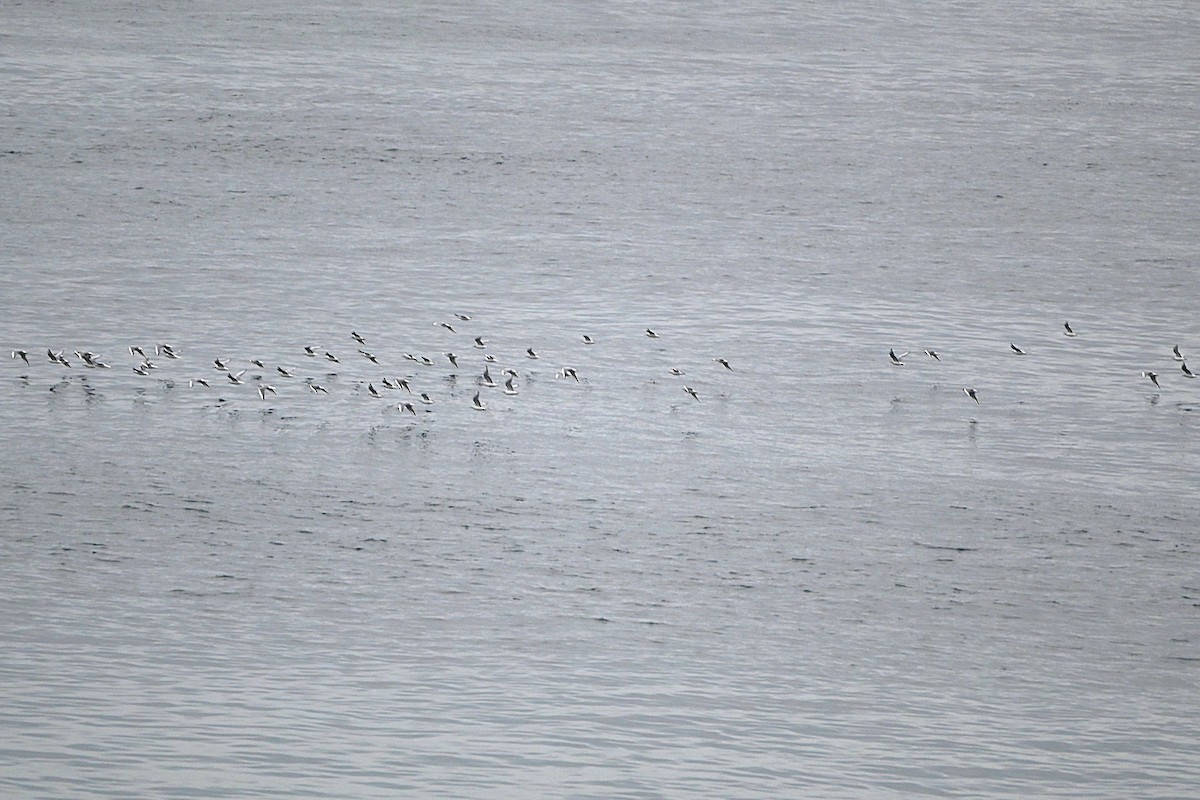 ボナパルトカモメ - ML646811019