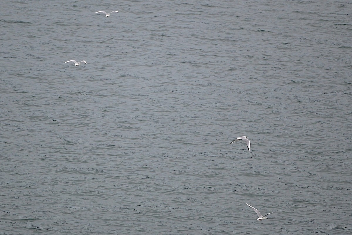 ボナパルトカモメ - ML646811023