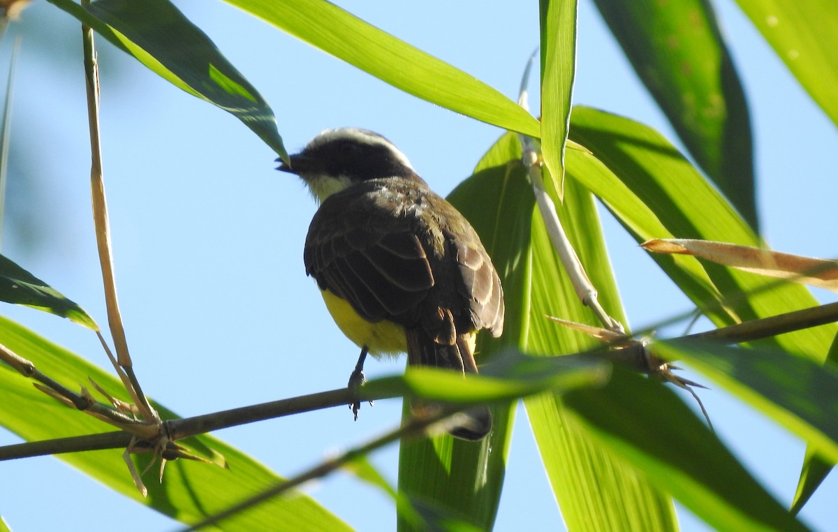 Rotscheitel-Maskentyrann - ML646811024