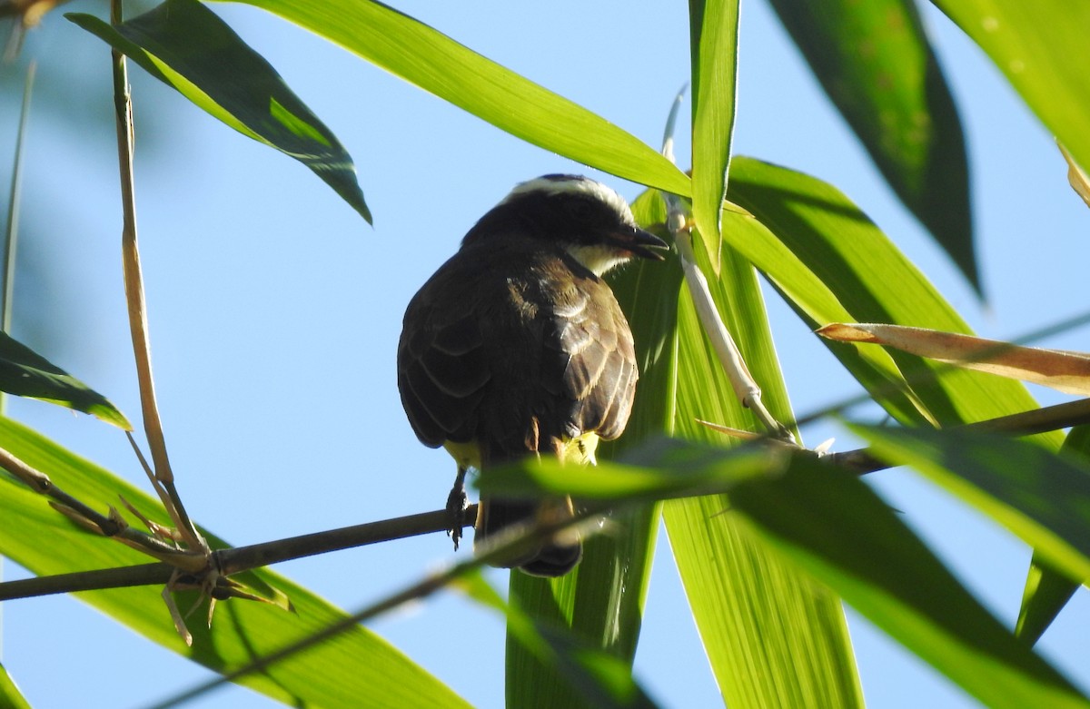 Rotscheitel-Maskentyrann - ML646811025