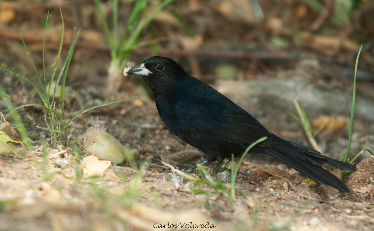 Tangara Negra - ML646811026