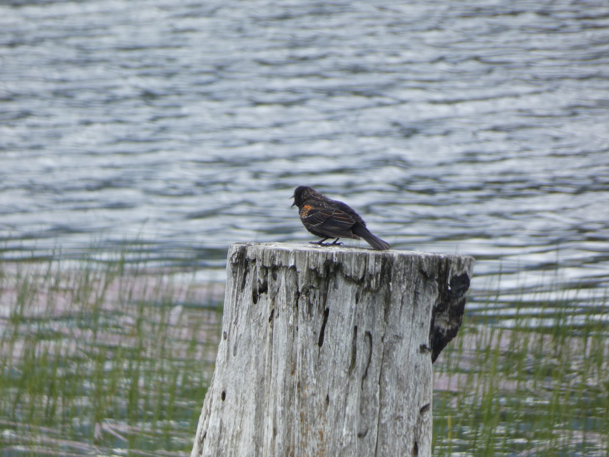 Red-winged Blackbird - ML646811027