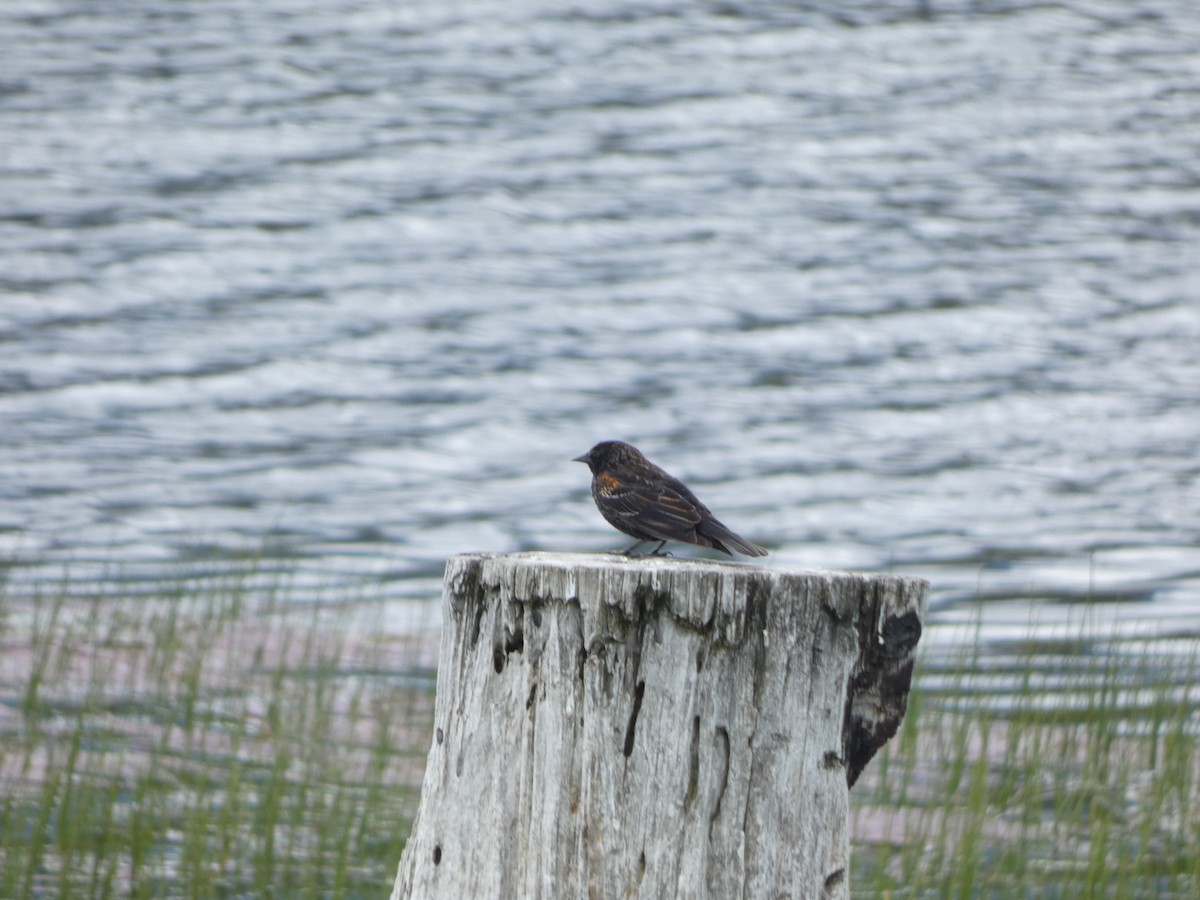 Red-winged Blackbird - ML646811028
