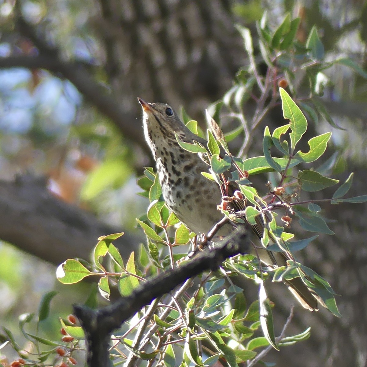 Hermit Thrush - ML646811029