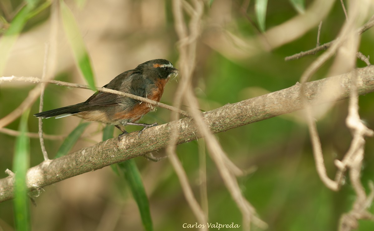 Monterita Sietevestidos Pampera - ML646811030