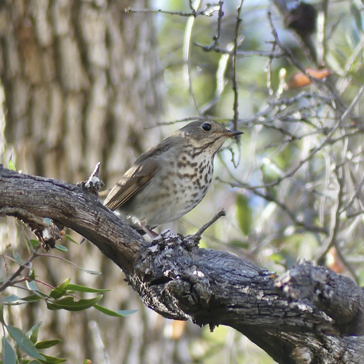 Hermit Thrush - ML646811031