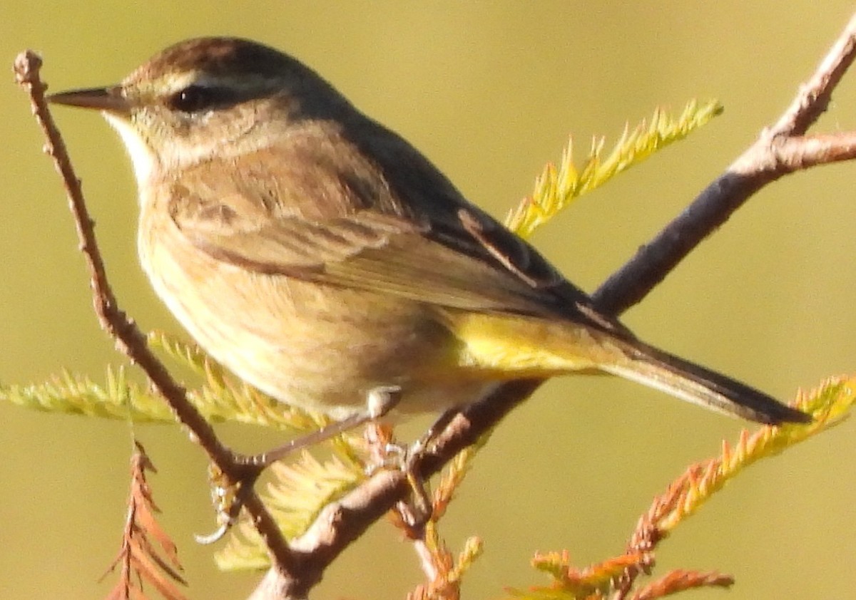Palm Warbler - ML646811032