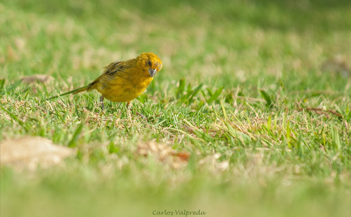 Chirigüe Azafranado - ML646811035