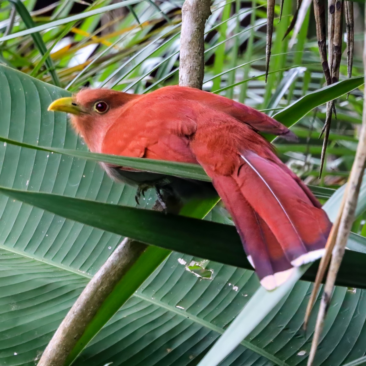 Common Squirrel-Cuckoo - ML646811036