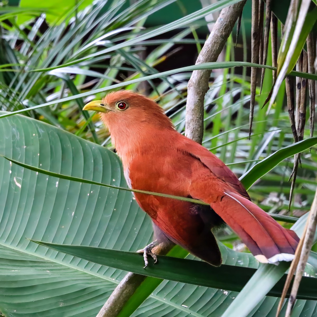 Common Squirrel-Cuckoo - ML646811037