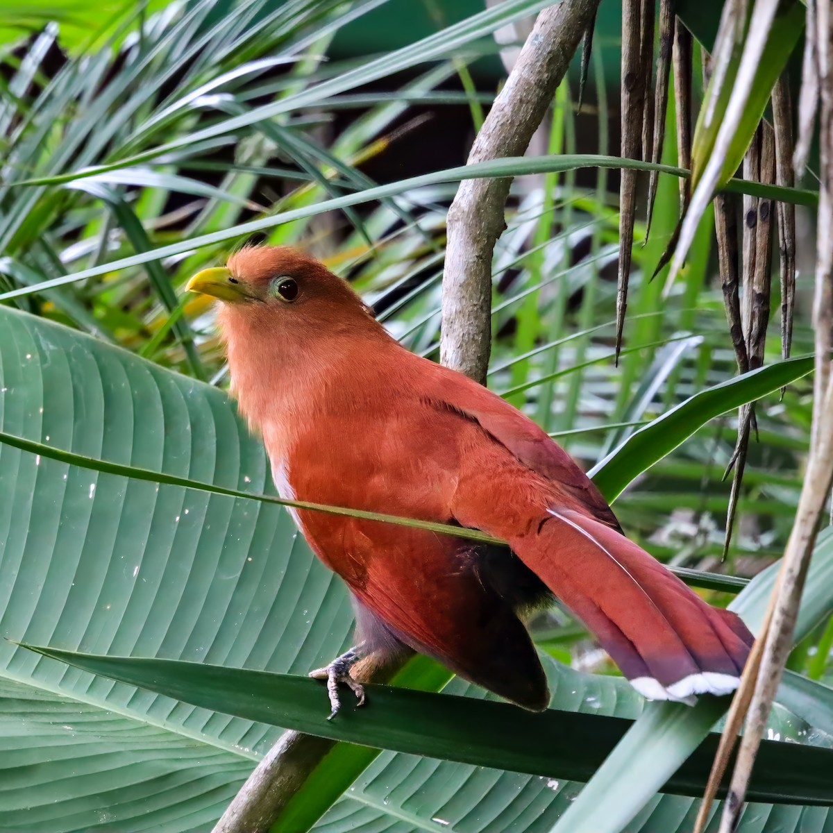 Common Squirrel-Cuckoo - ML646811038