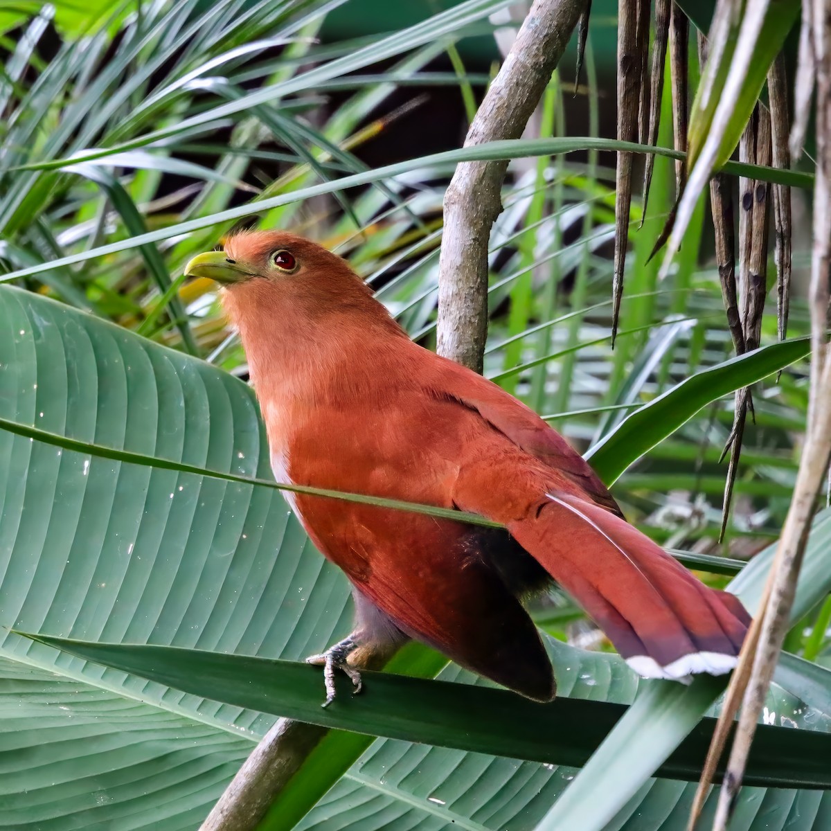 Common Squirrel-Cuckoo - ML646811039