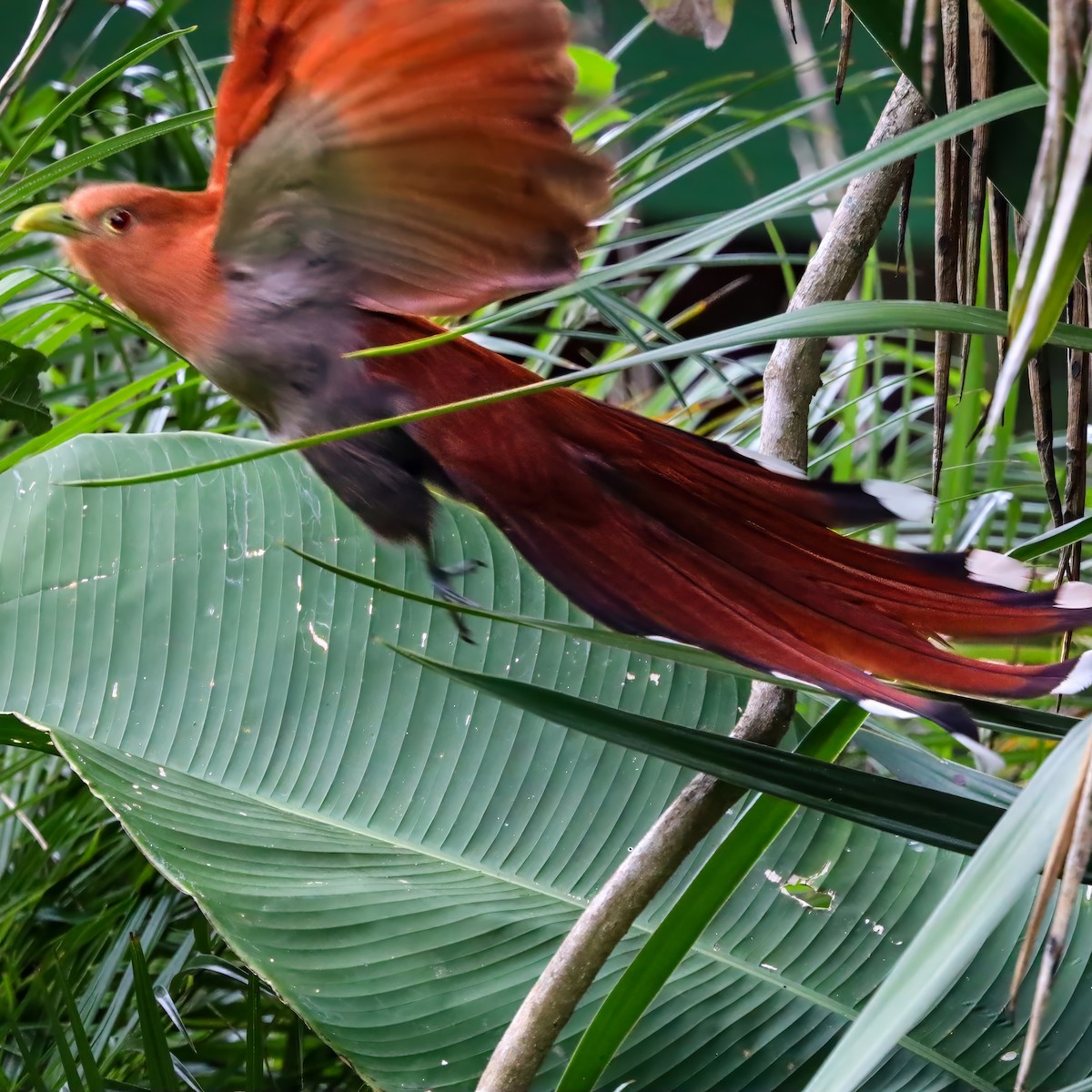 Common Squirrel-Cuckoo - ML646811040