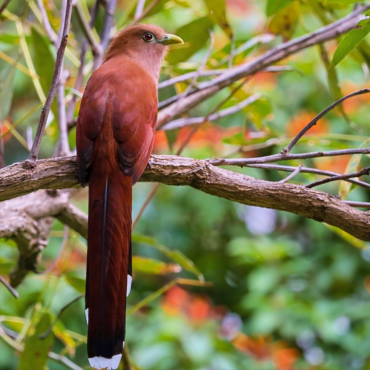 Common Squirrel-Cuckoo - ML646811041
