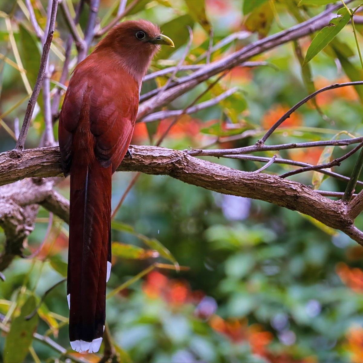 Common Squirrel-Cuckoo - ML646811042