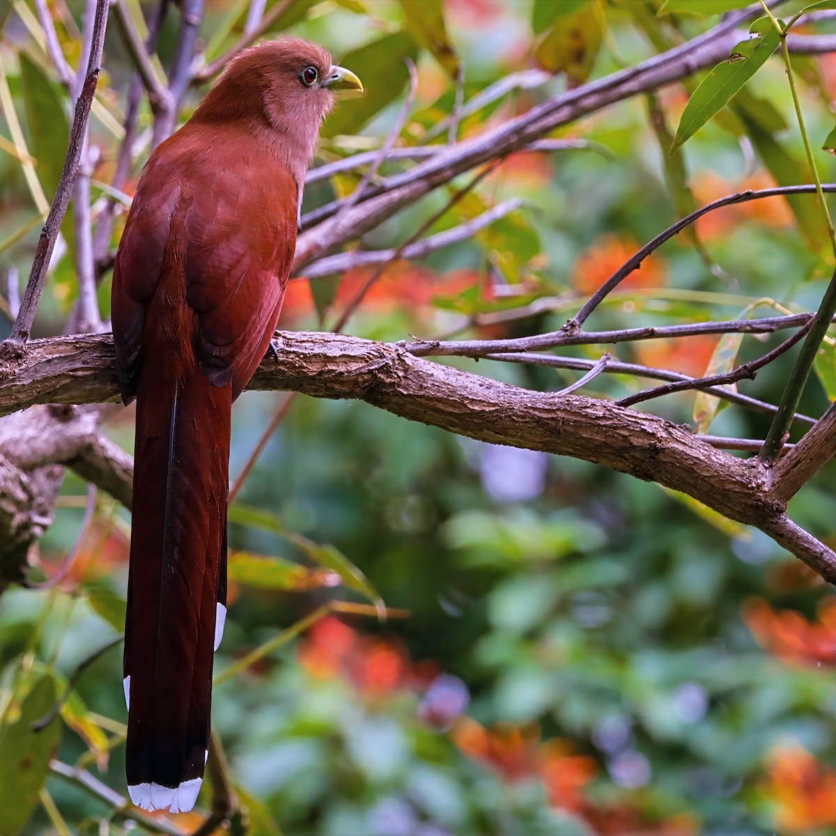 Common Squirrel-Cuckoo - ML646811043